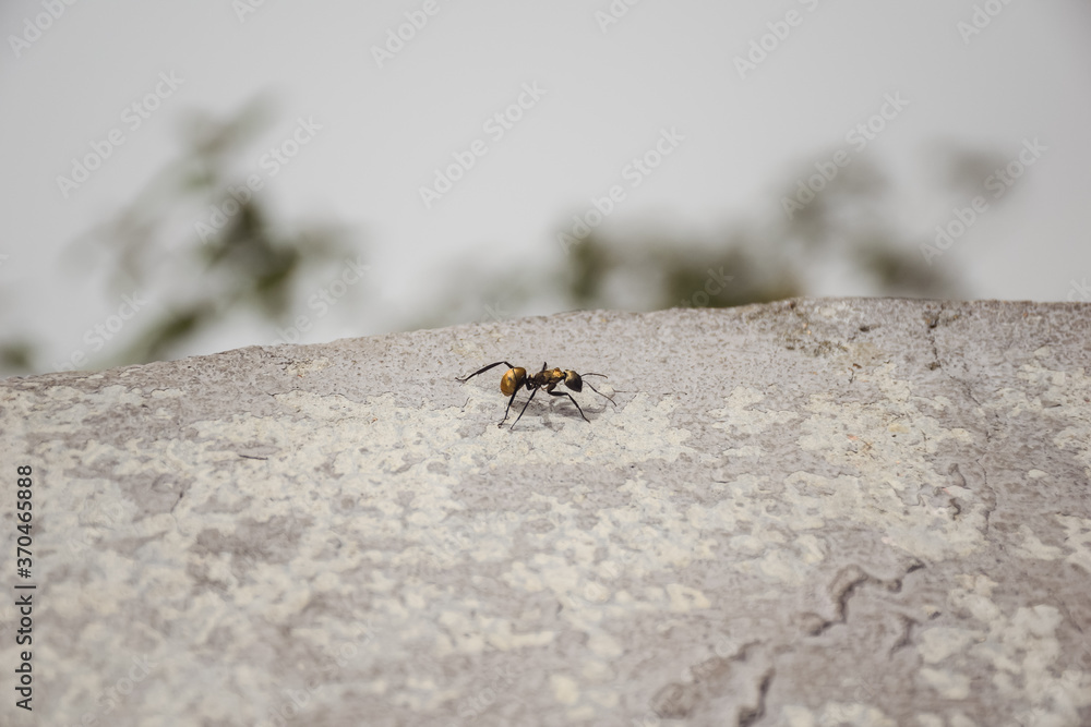 Beautiful golden color ant at Sumidero Canyon National Park