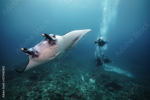 Photography beautiful Manta Ray underwater with scuba divers