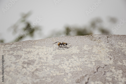 Obraz na płótnie Beautiful golden color ant at Sumidero Canyon National Park w salonie