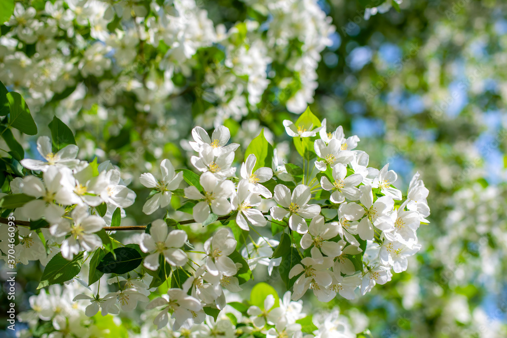 Branch of a blossoming apple tree Branch of a blossoming apple tree