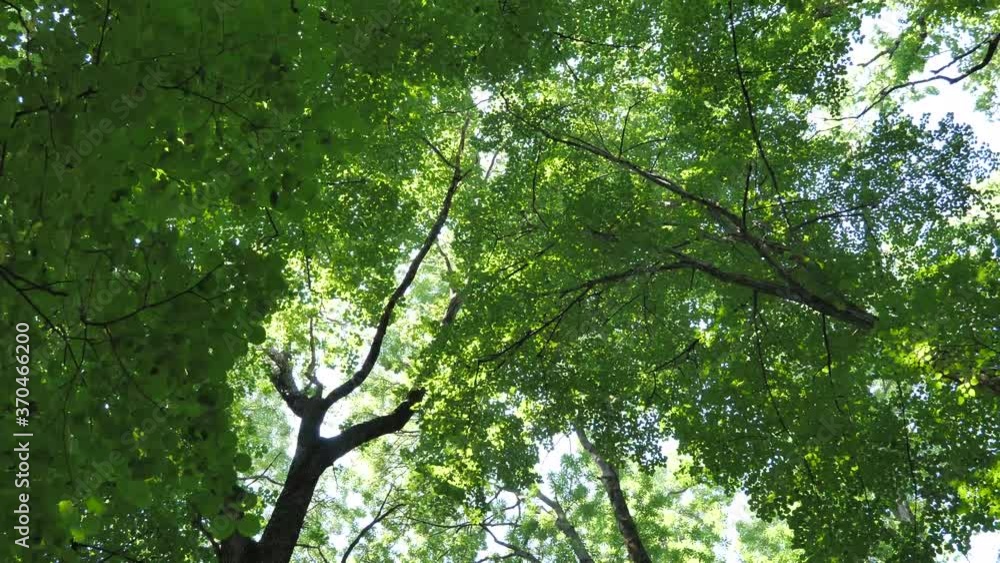 View of the tops of tall trees with abundant foliage with a slow rotation of the camera