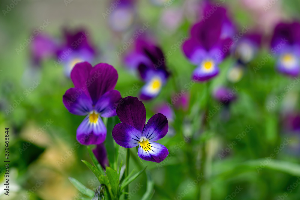 Purple violet flowers