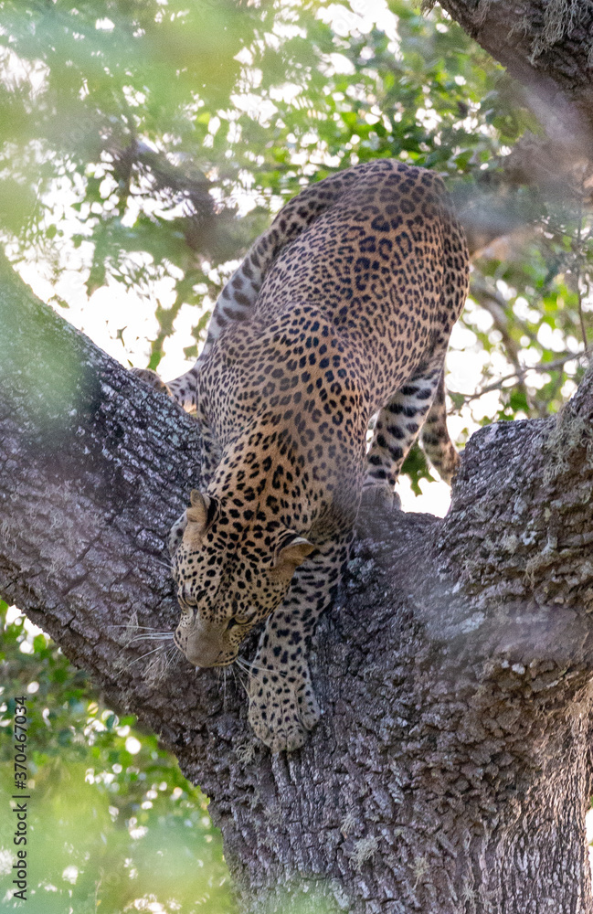 A Sri Lankan Leopard resting on a tree before going out on a hunt in Yala National Park in Sri Lanka A Sri Lankan Leopard resting on a tree before going out on a hunt in Yala National Park in Sri Lanka