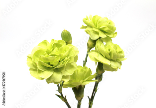  green carnation isolated in white background