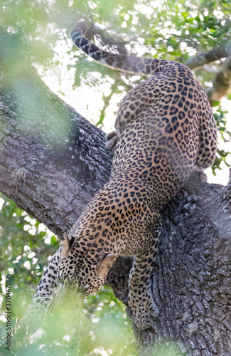 A Sri Lankan Leopard resting on a tree before going out on a hunt in Yala National Park in Sri Lanka 