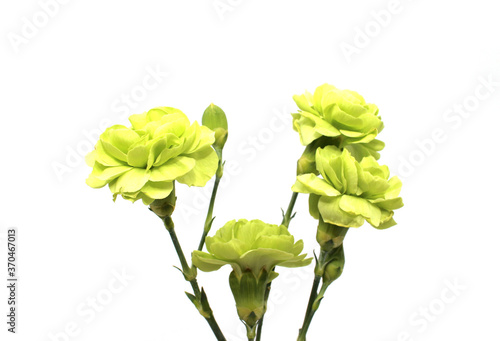 green carnation isolated in white background