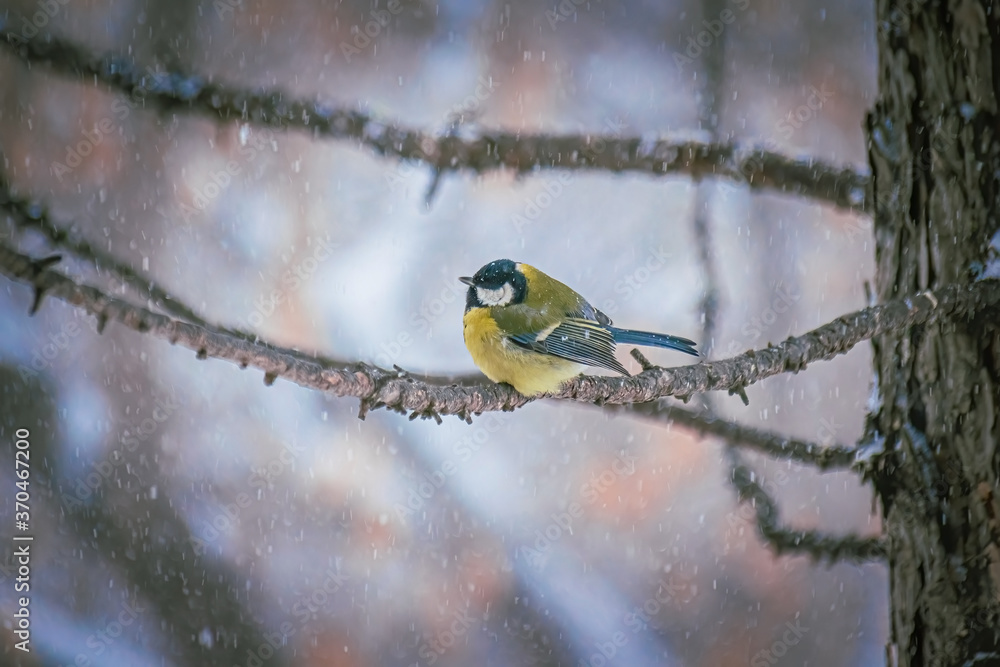 Naklejka premium Titmouse on a snowy winter day