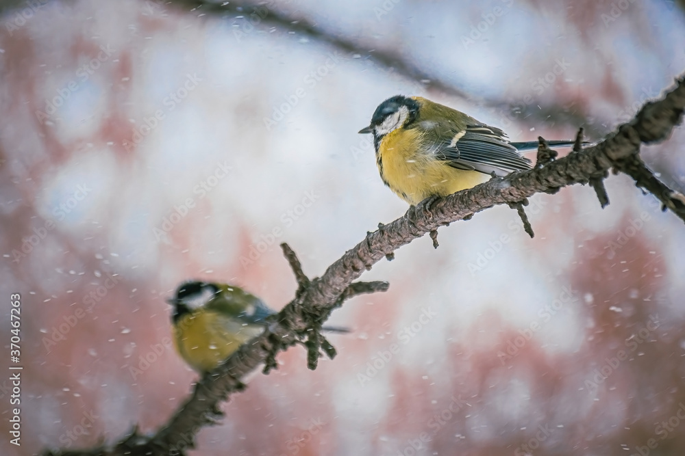 Titmouse on a snowy winter day Titmouse on a snowy winter day