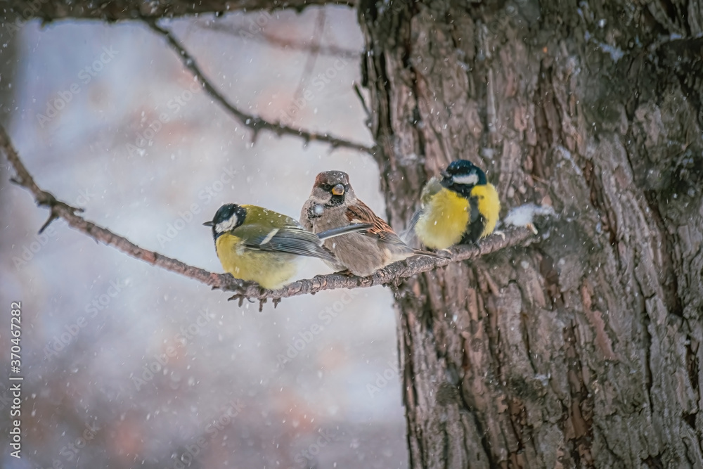 Titmouse on a snowy winter day Titmouse on a snowy winter day