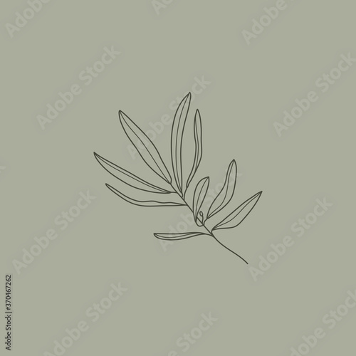 Olive Branch with leaves. Outline Botanical leaves In a Modern Minimalist Style. Vector Illustration.