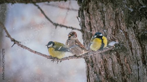 Titmouse on a snowy winter day