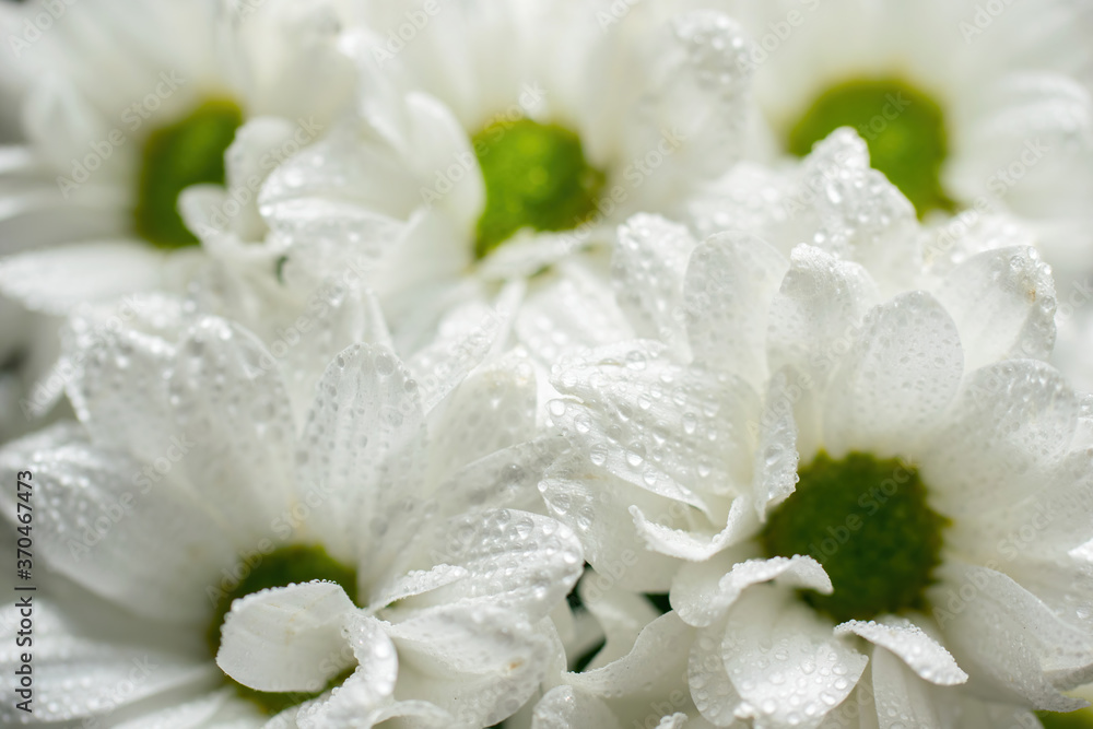 Wet chrysanthemum macro photo Wet chrysanthemum macro photo