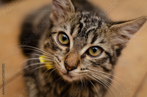 Retrato de hermosa gatita acostada en una mesa de madera. © sandor