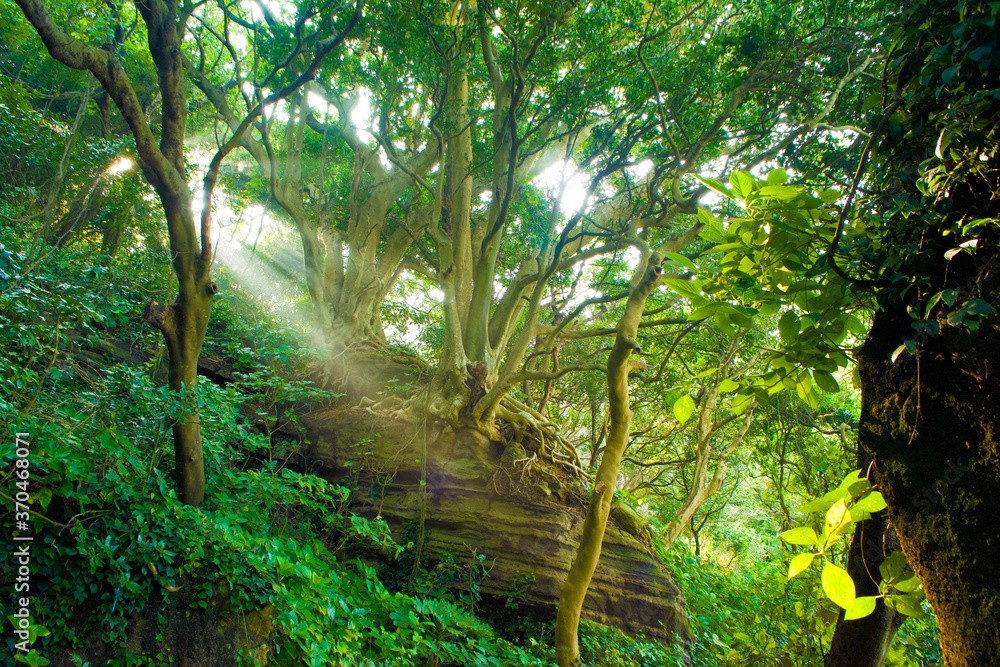 Fototapeta premium 横須賀の観音埼灯台までの道で見た後光