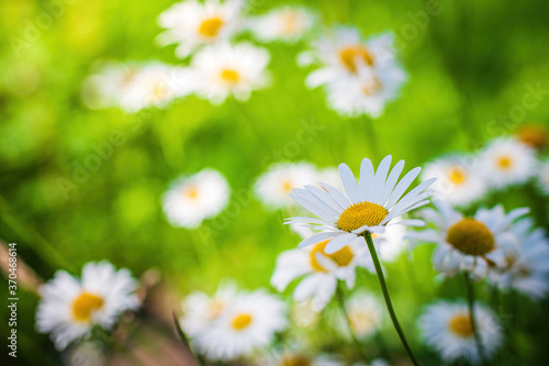 Chamomile flower © Grigoriy Lukyanov