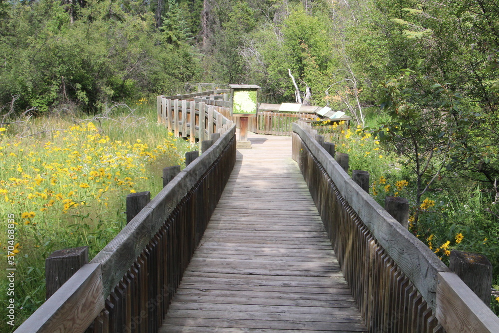Obraz premium Marsh Loop Boardwalk, Banff National Park, Alberta