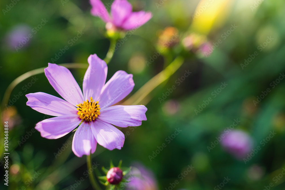 Cosmos flowers on a blurred background. Cosmos flowers on a blurred background.