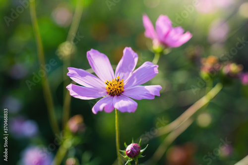 Cosmos flowers on a blurred background.