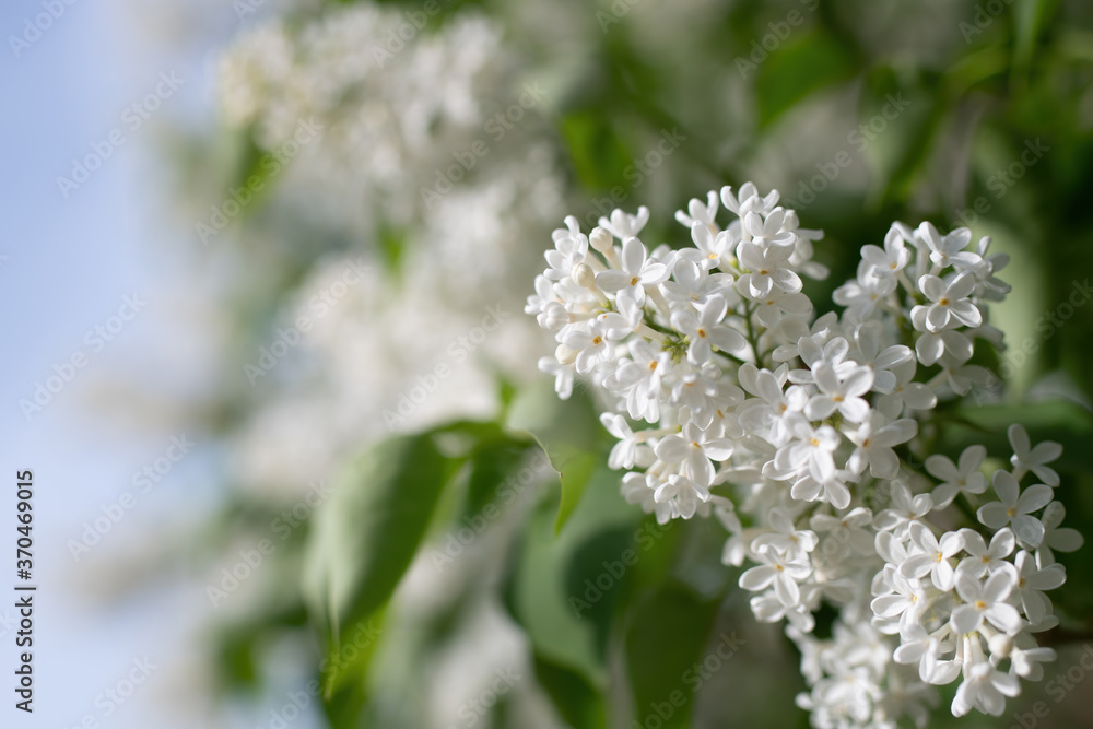Branch of blossoming white lilac in the garden. Branch of blossoming white lilac in the garden.