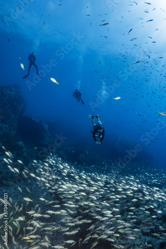 scuba divers swim through Big school of fish on coral reef 