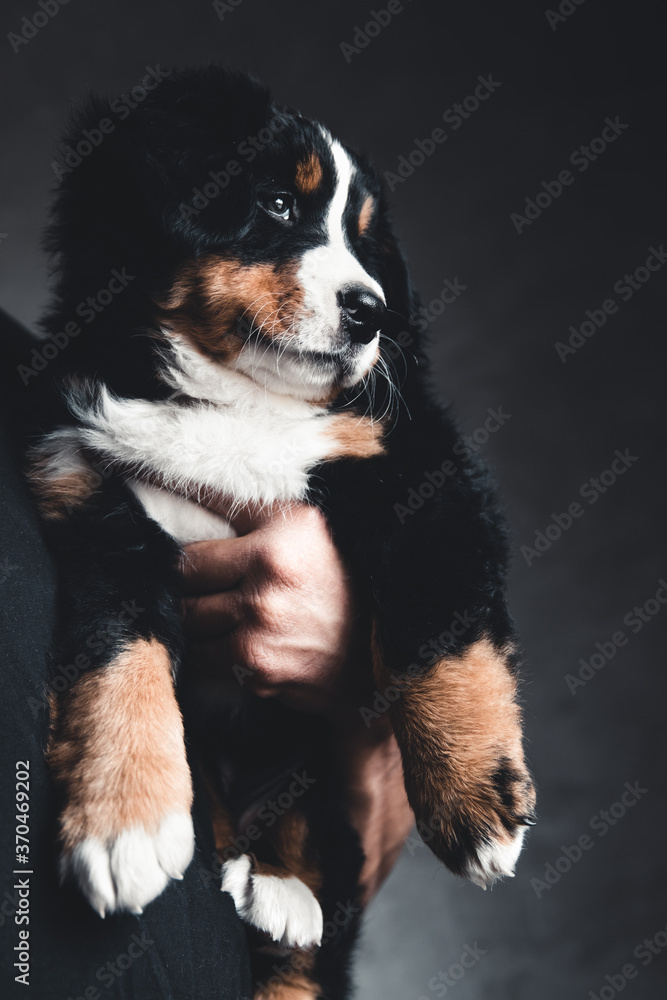 Bernese Mountain Dog puppy in the hands of a man. Kind animals Bernese Mountain Dog puppy in the hands of a man. Kind animals