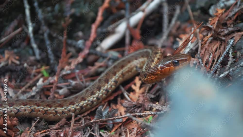 Close up of a North American common garter snake in its natural habitat Close up of a North American common garter snake in its natural habitat