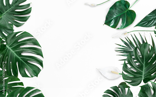 Monstera dark green tropical vine leaf, Cheese Plant, dense jungle foliage pattern, close-up, isolated on white background