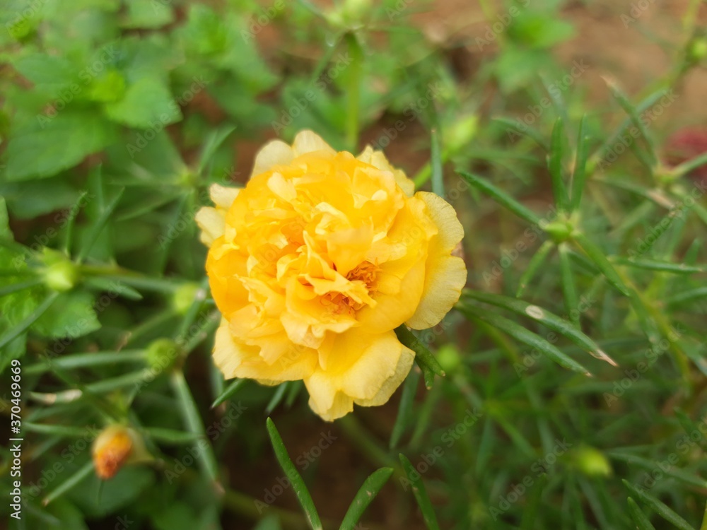 yellow flower in the garden yellow flower in the garden