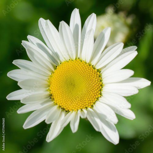 Chamomile flower