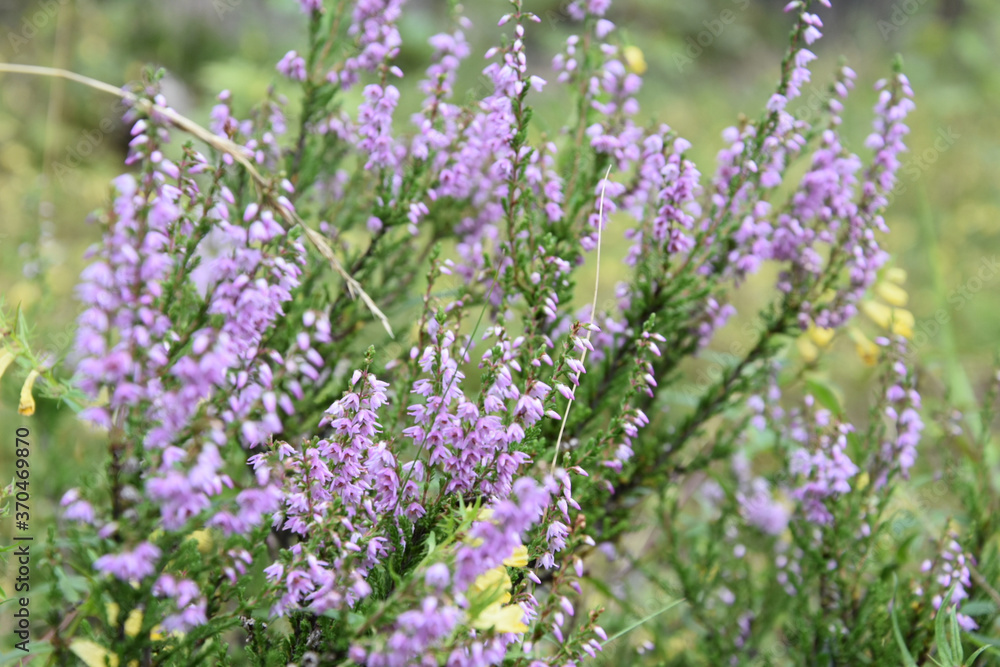 Naklejka premium heath in blossom