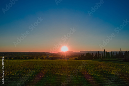 Panoramic view of the vineyard plantation at sunset. Low orange sun over vineyards plantations at sunset. Vineyards in Italy