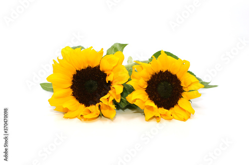 Fototapeta Naklejka Na Ścianę i Meble -  sunflower isolated on white background