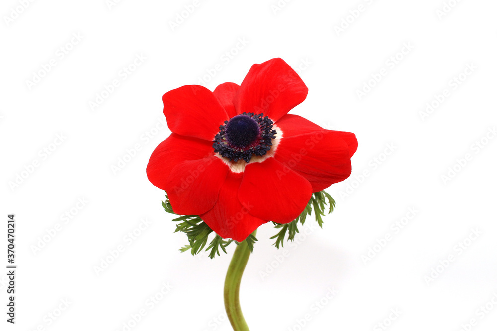 red anemone isolated in white background red anemone isolated in white background