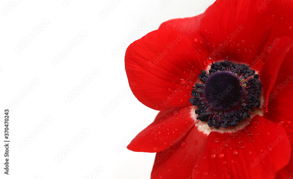 red anemone isolated in white background red anemone isolated in white background