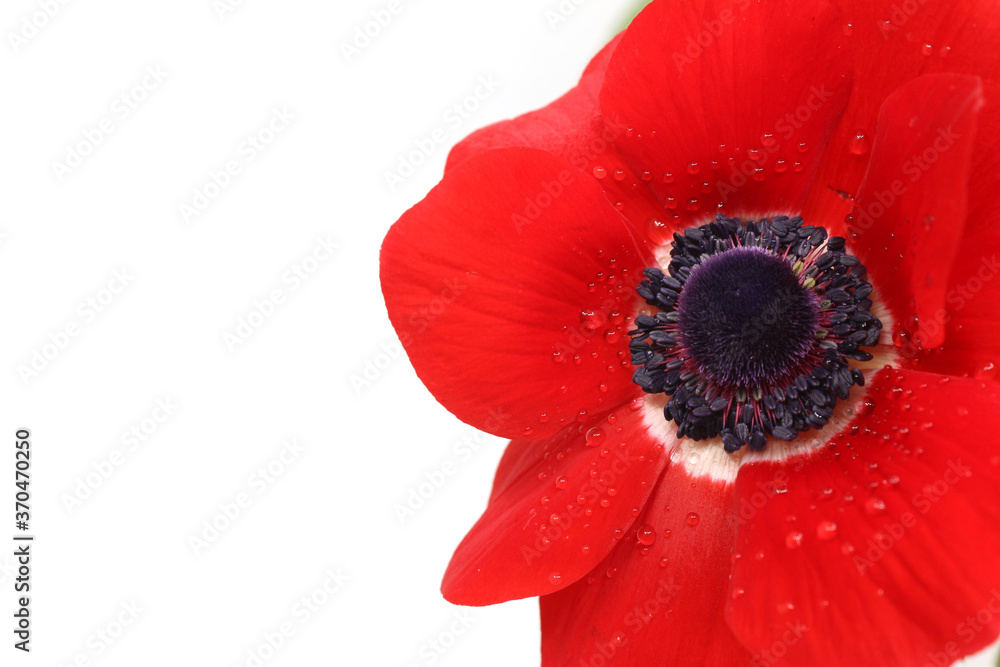 red anemone isolated in white background red anemone isolated in white background