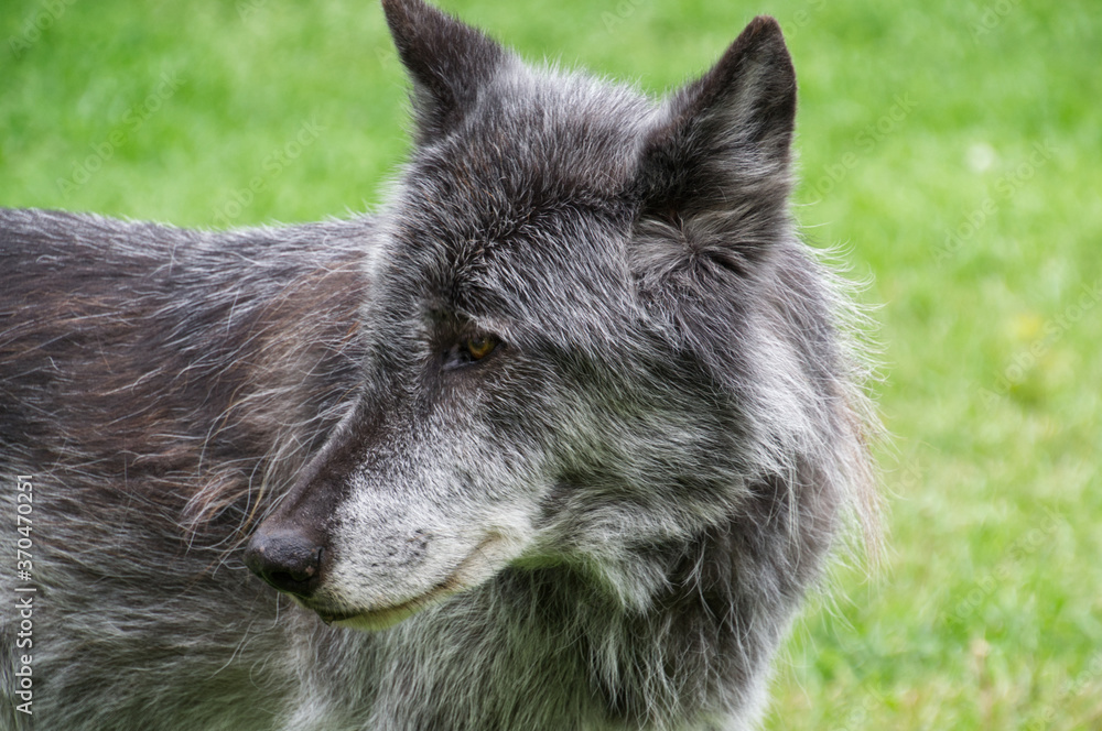 High-Content Wolfdog in the Grass High-Content Wolfdog in the Grass