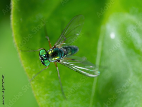 Macro Photo of Long Legged Fly on Green Leaf