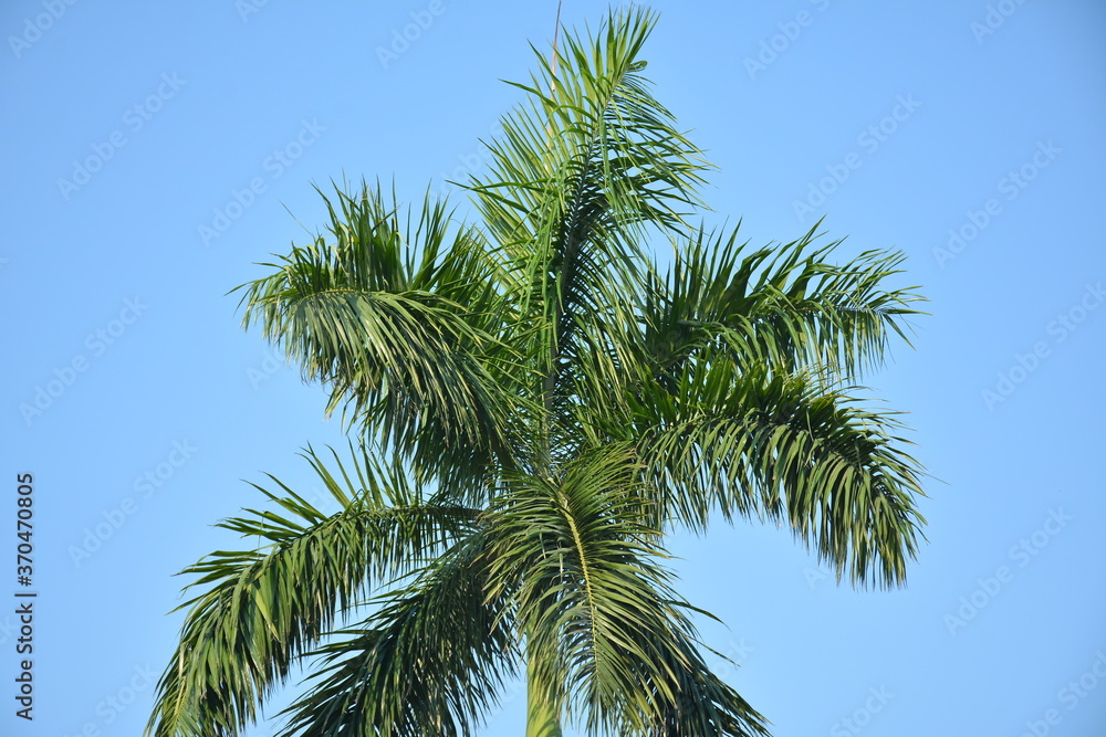 Green tree leaves on tree branches Green tree leaves on tree branches
