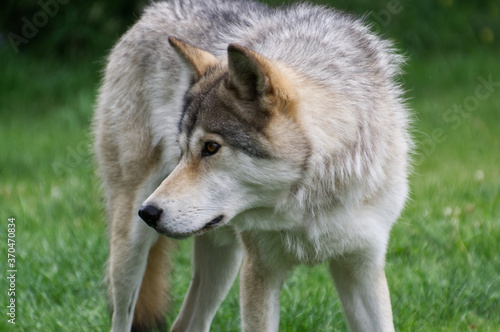 Close Up of a Mid-High Wolfdog