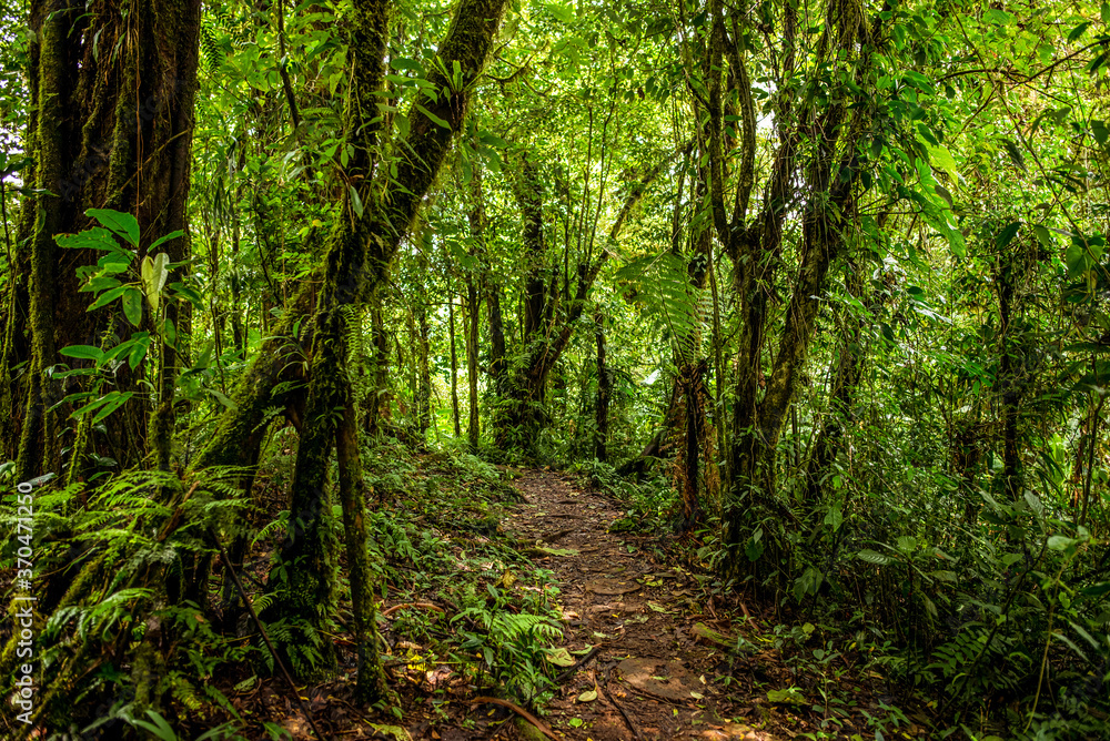 dirt trail surrounded by tropical forest on the ascent to Cerro Chato volcano