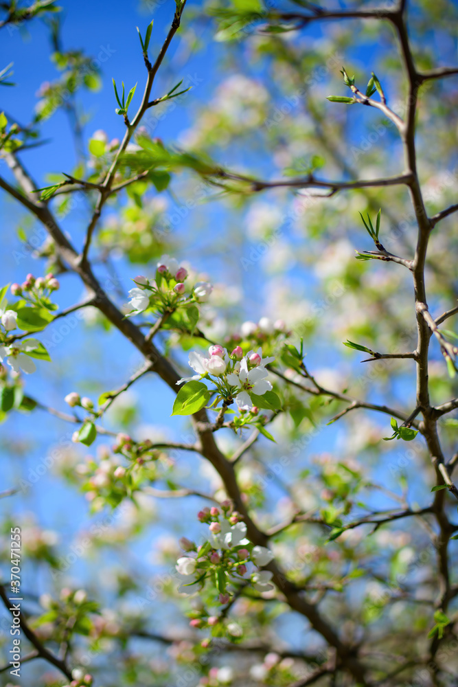 Branch of a blossoming apple tree Branch of a blossoming apple tree