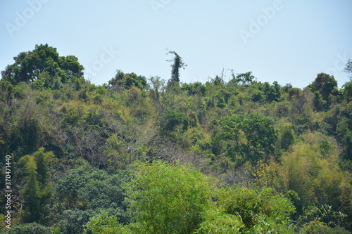 Green tree leaves on tree branches at mountain