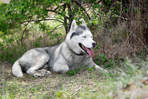 A grey and white Siberian Husky male is lying down in a field in a grass. He has blue eyes, grown collar and dirty wet fur. There is a lot of greenery, grass, with some bush at the background. 