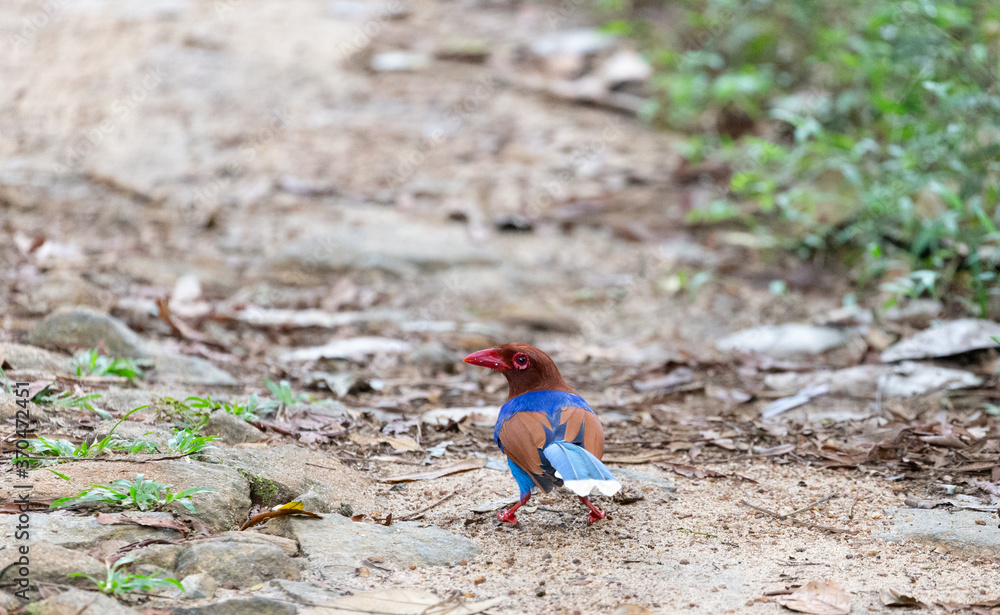 An endemic Bird found in Sri Lanka, the Blue Magpie looking for a morning meal seen at Sinharaja Rain Forest An endemic Bird found in Sri Lanka, the Blue Magpie looking for a morning meal seen at Sinharaja Rain Forest