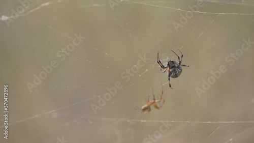 A Western Spotted Orb Weaver Notices Another Spider Crawling In It's Web and Tries to Catch It