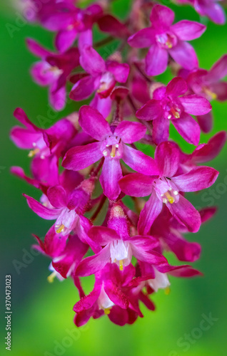 Pink Flowering Currant Blooming Macro
