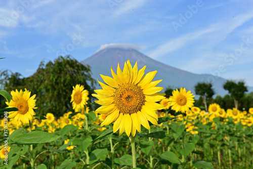I will draw a picture of a sunflower. 