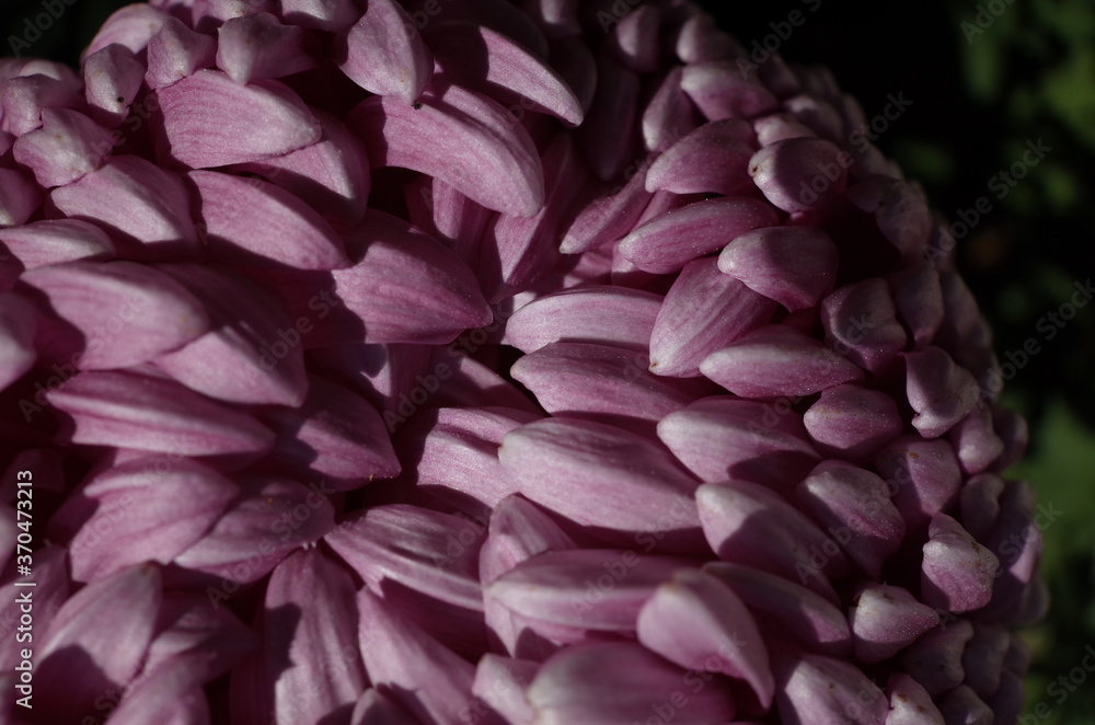 Light Purple Flower Center of Chrysanthemum 'Atsumono' in Full Bloom
Light Purple Flower Center of Chrysanthemum 'Atsumono' in Full Bloom