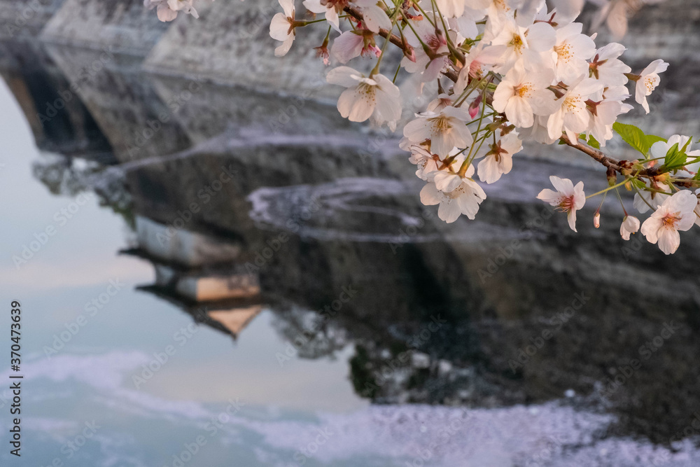 Naklejka premium 城と水面に散った桜の花びら