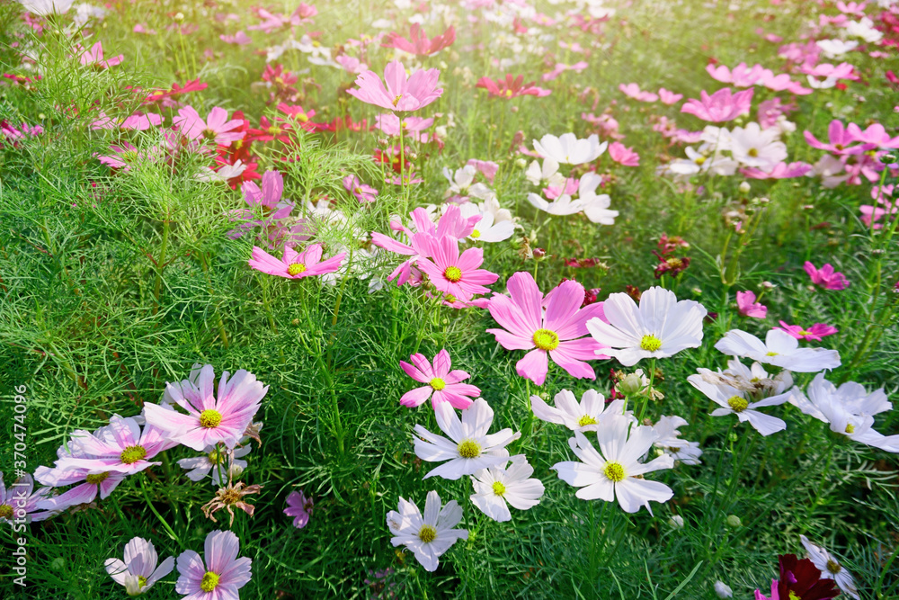 Naklejka premium Field of Pink Cosmos blooming on green leaves in a garden